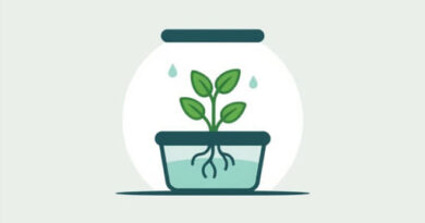 Advantages And Disadvantages Of Hydroponics