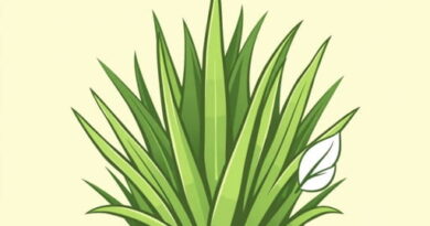 Amazing Grass Alkalize And Detox