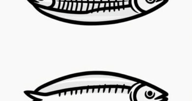 Are Sardines Gutted Before Canning