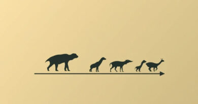 Time Period Of Cenozoic Era