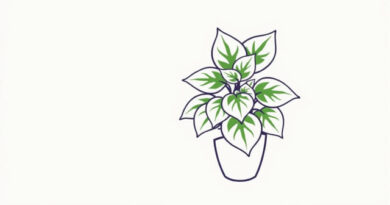 Variegated Snow Capped Begonia