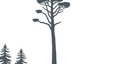 West Coast Treetop Walk