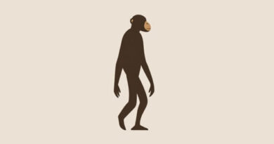 Give the Meaning of Hominid