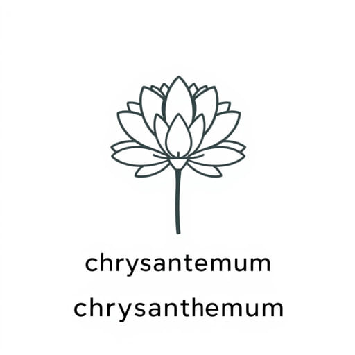 How to Pronounce Chrysanthemum