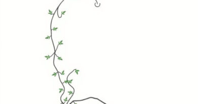 Japanese Ivy Grows Upward ROK