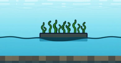 Minecraft Bedrock Kelp Farm