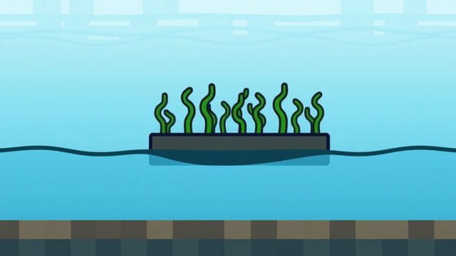 Minecraft Bedrock Kelp Farm