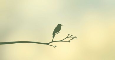 Amiable Definition To Kill A Mockingbird