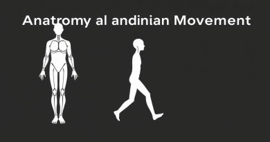 Anatomy And Human Movement Pocketbook
