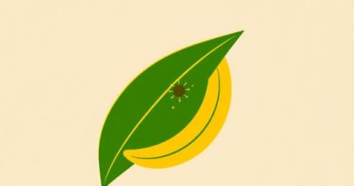 Banana Bract Mosaic Virus Transmitted By