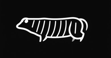 Fecal Matter Loaded Colon Is Noticed