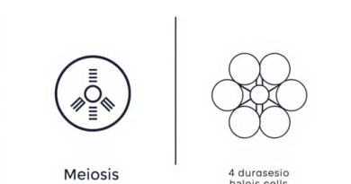 Meiosis And Mitosis Difference