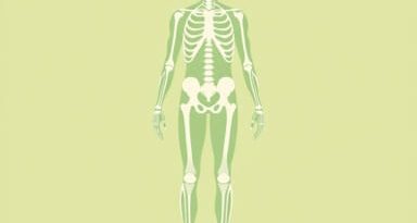 What Is Medial In Anatomy