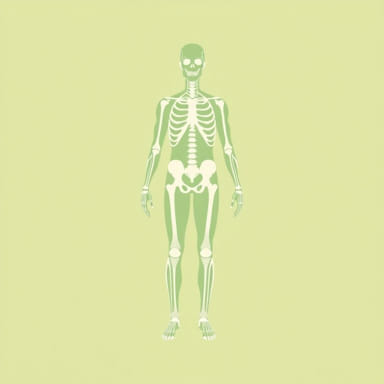 What Is Medial In Anatomy