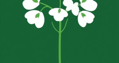 What Is Mistletoe Medicinal Plant