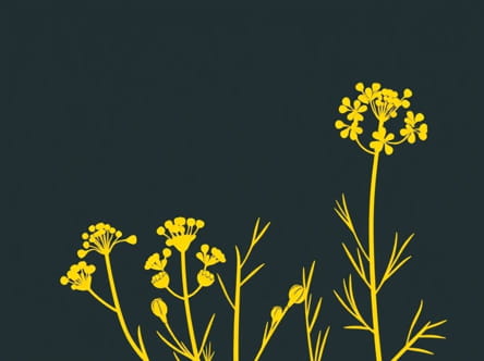 Yellow Yarrow Medicinal Uses
