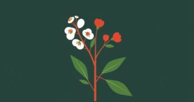 Zanthoxylum Chalybeum Medicinal Uses