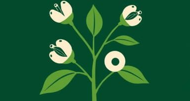 Ziziphus Jujuba Medicinal Uses