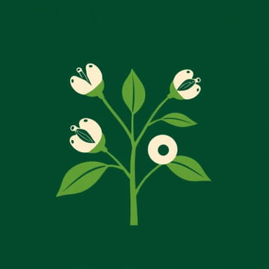 Ziziphus Jujuba Medicinal Uses