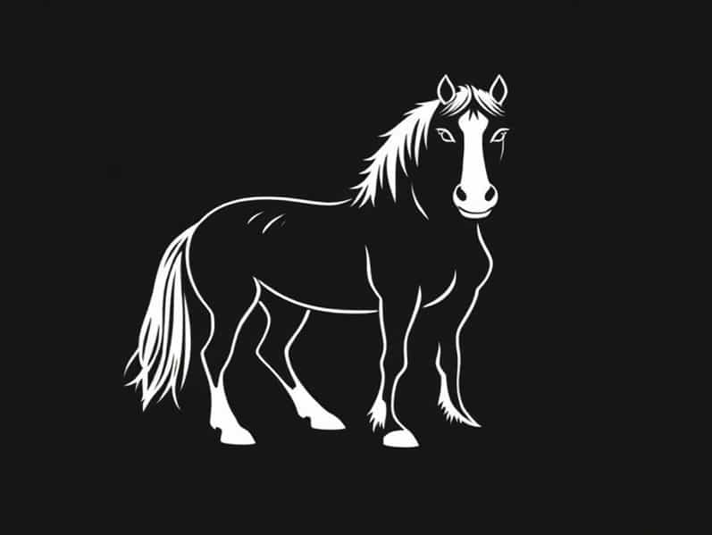 Clydesdale For Sale Qld