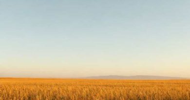 Corn Lp Goldfield Ia