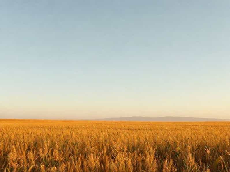 Corn Lp Goldfield Ia