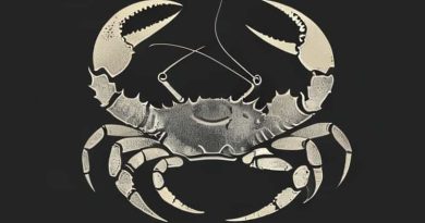 Do Hermit Crabs Molt