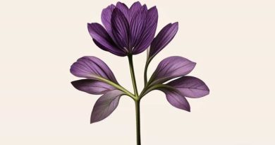 Erysimum Bowles Mauve Leggy