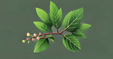 Evergreen Viburnum Zone 6