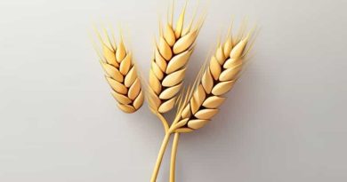 Flag Smut Of Wheat