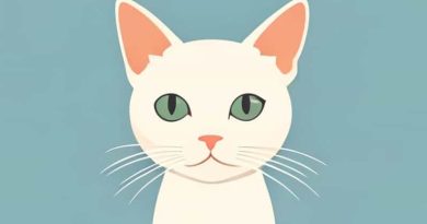 Funny Hairless Cat Pictures