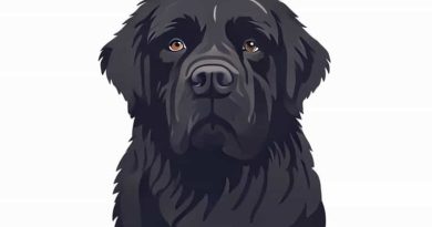 Gander Newfoundland 9 11