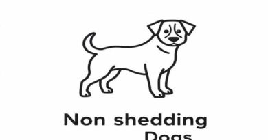Non Shedding Small Dogs
