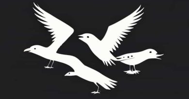 Pictures Of Flightless Birds