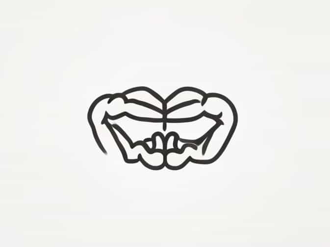 Accessory Muscles Of Mastication