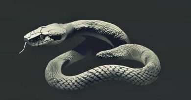 Biggest Anaconda Ever Found