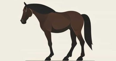 Cellulitis In Horses Fetlock