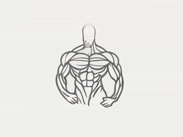 Circular And Longitudinal Muscles