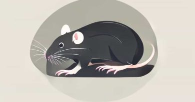 Extra Questions Answers Of The Rattrap