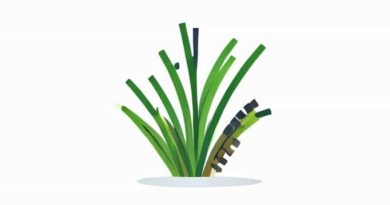 Grass Bristle Crossword Clue