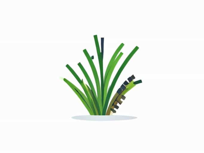 Grass Bristle Crossword Clue