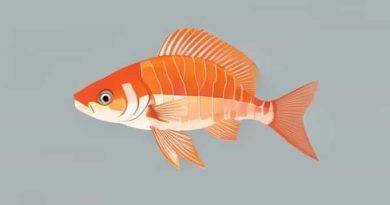 How Do Zebrafish Regenerate