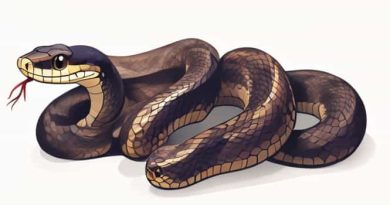 How Long Do Garter Snakes Live