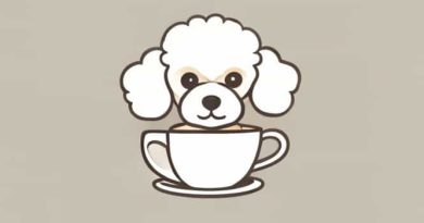 How Much Is A Teacup Poodle