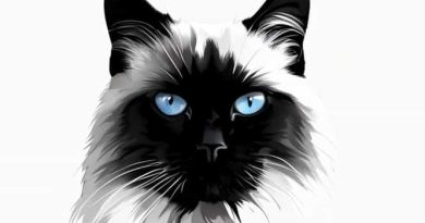 How Much Maine Coon Weight