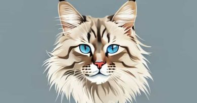 Images Of A Maine Coon
