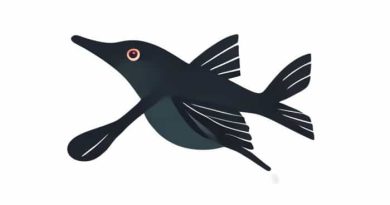 Images Of Spoonbill Fish