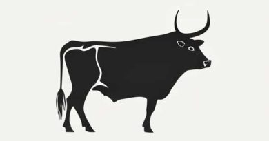 In Cattle What Is A Steer