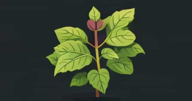 Is Contender A Bush Bean