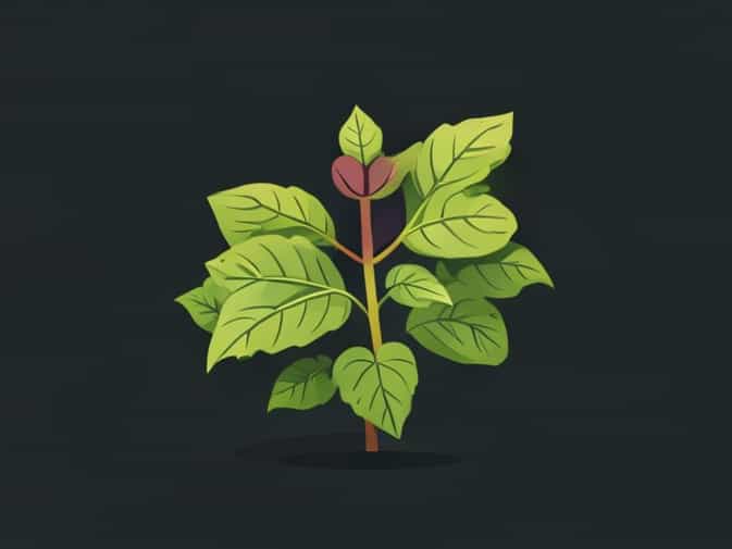 Is Contender A Bush Bean